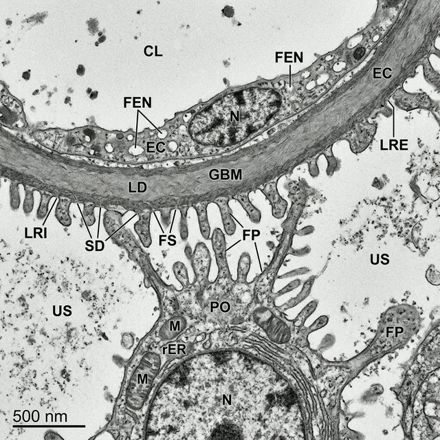 Cardiology and specialty microscopy